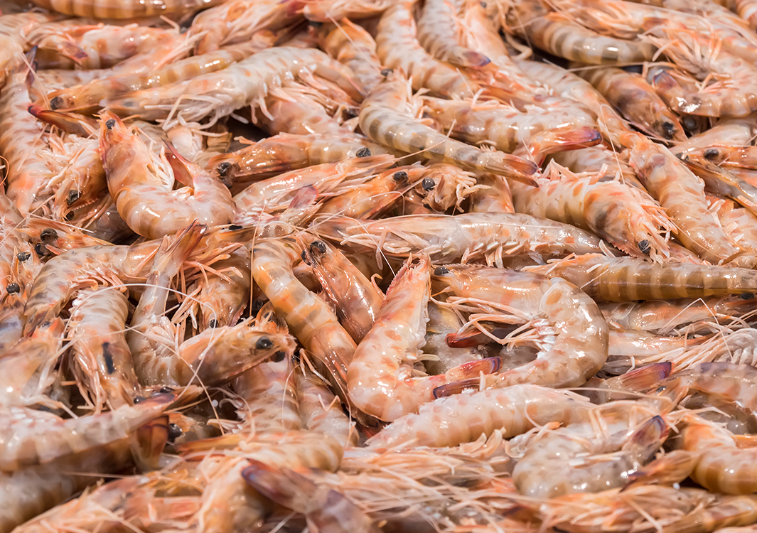 16/20 IQF RAW PD PRAWNS (EQ)