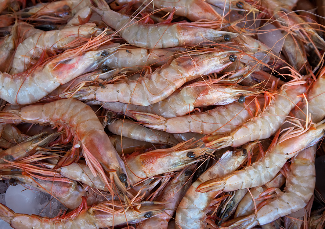 16/20 IQF RAW PDTO PRAWNS